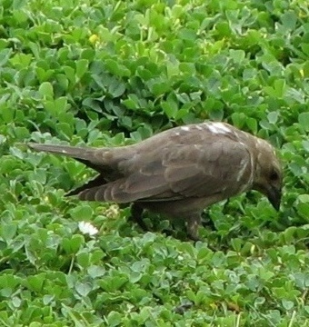 Brown-headed Cowbird