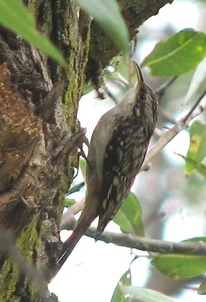 Brown Creeper