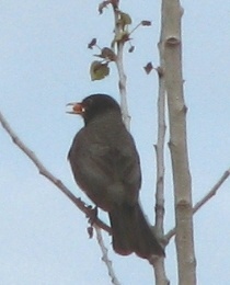 American Crow