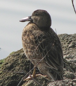 Cinnamon Teal