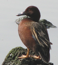 Cinnamon Teal