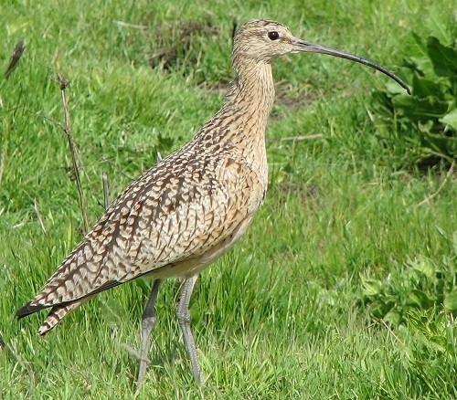 Long-billed Curlew