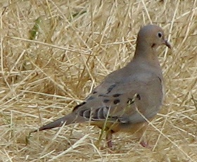 Mourning Dove