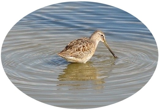 Dowitcher