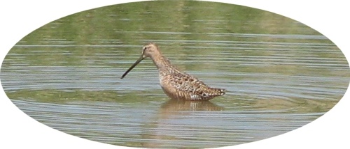 Dowitcher