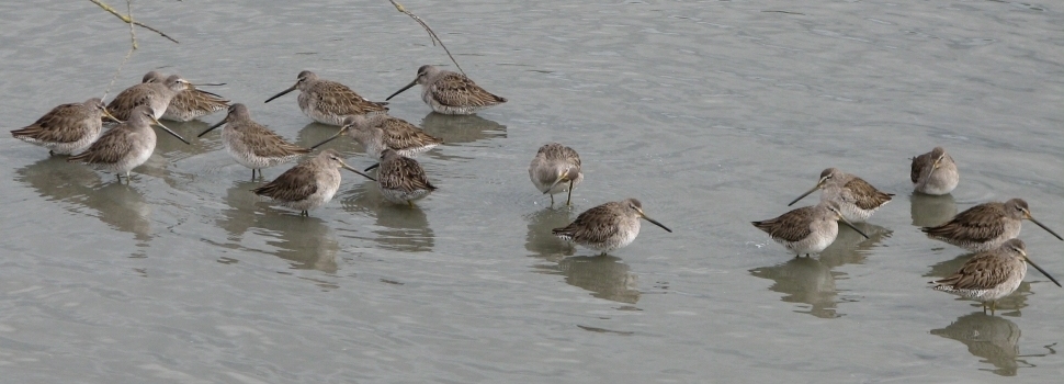 Dowitchers