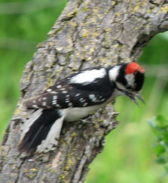 Downy Woodpecker