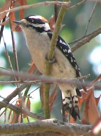 Downy Woodpecker