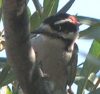 Downy Woodpecker