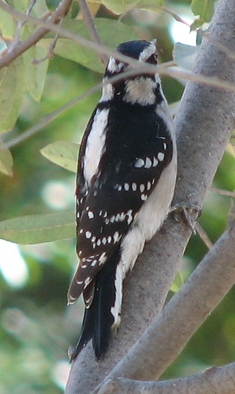 Downy Woodpecker