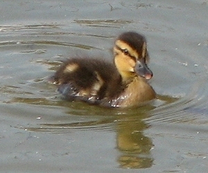 Mallard Ducklings