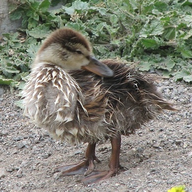 Mallard