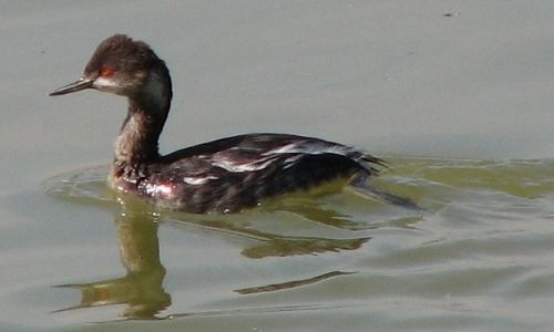 Grebe