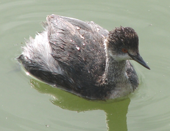 Grebe