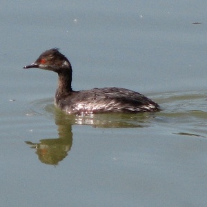 Eared Grebe