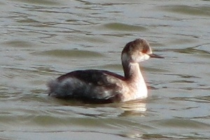 Grebe