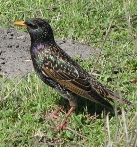 European Starling