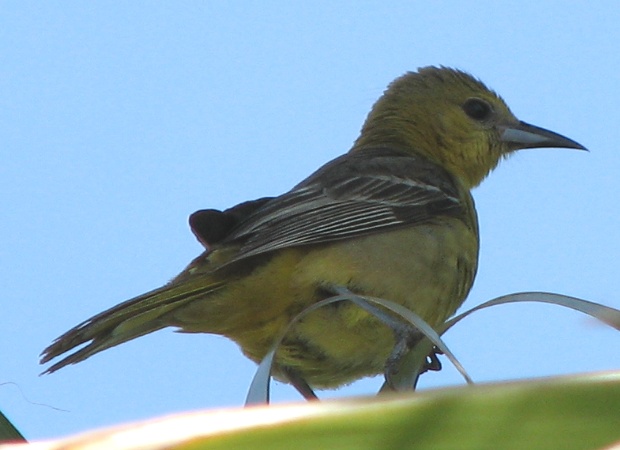 Hooded Oriole