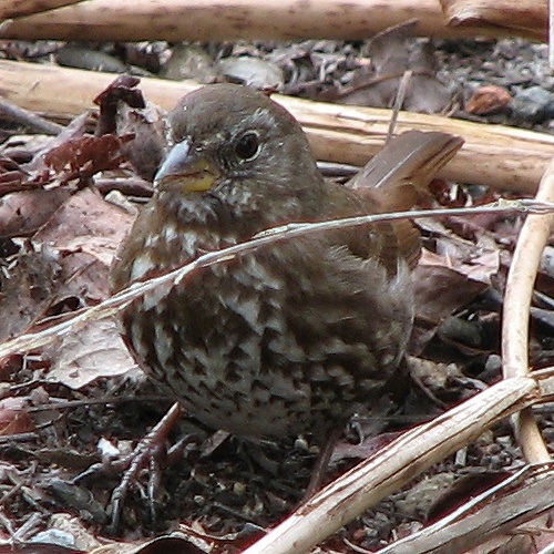 Fox Sparrow