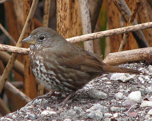 Fox Sparrow