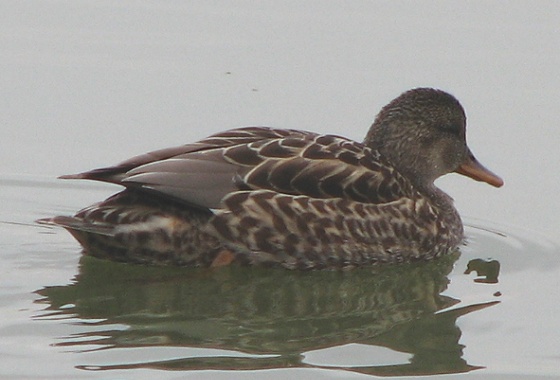 Gadwall