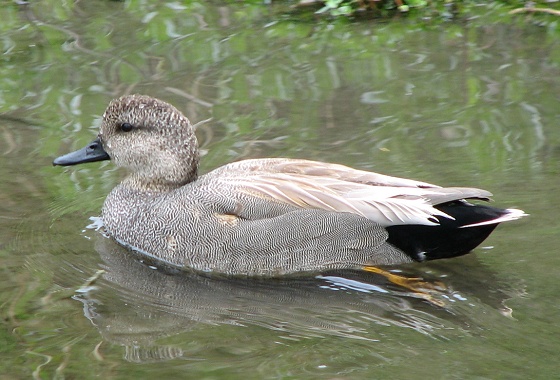 male gadwall