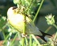 American Goldfinch