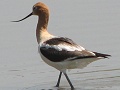 American Avocet