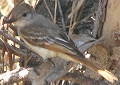 Ash-throated Flycatcher