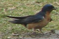 Barn Swallow