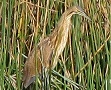 American Bittern