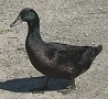 Cayuga Duck