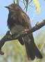 Black Phoebe