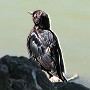 Brewer's Blackbird