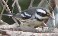 Black-throated Gray Warbler