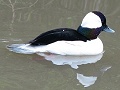 Bufflehead