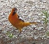 Bullock's Oriole