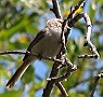 Bushtit