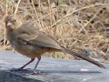 California Towhee