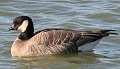 Cackling Goose