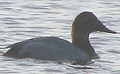 Canvasback