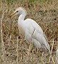 Cattle Egret