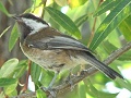 Chestnut-backed Chickadee