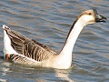 Chinese Goose