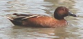 Cinnamon Teal