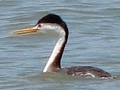 Clark's Grebe