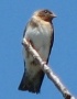 Cliff Swallow