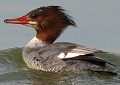 Common Merganser