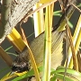 Common Yellowthroat