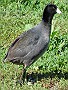 American Coot